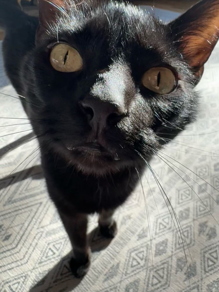 A black cat curiously engaging with the camera like the super model she is