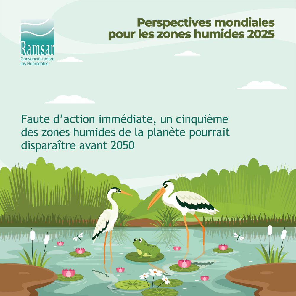 Illustration promotionnelle pour le rapport « Perspectives mondiales pour les zones humides 2025 ». L'image montre un étang entouré de végétation, avec deux échassiers blancs marchant dans l'eau et une grenouille verte assise sur un nénuphar. Des fleurs de lotus roses flottent à la surface de l'eau, et des libellules volent autour des roseaux. En haut à gauche, le logo de la Convention Ramsar est visible, accompagné du texte : « Faute d’action immédiate, un cinquième des zones humides de la planète pourrait disparaître avant 2050 ». L'arrière-plan est composé d'arbustes et d'un ciel clair avec quelques nuages.