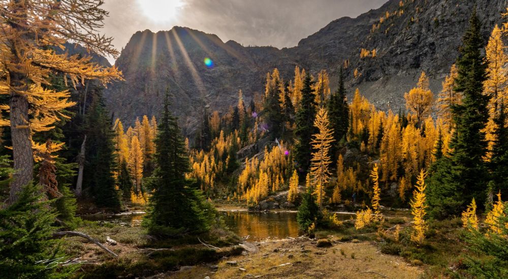 Fall Larches in sunlight