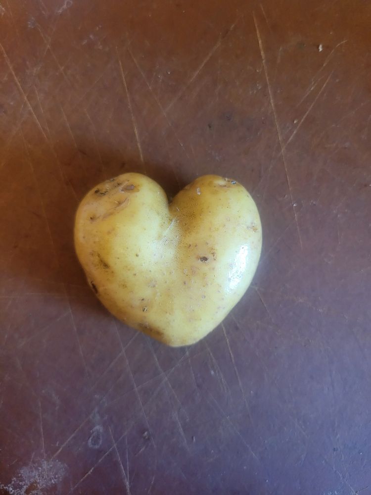 A white potato in the shape of a heart.