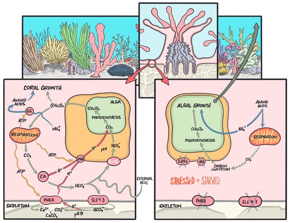 Carbon concentration loop and nitrogen sequestration in coral symbiosis, updated from https://doi.org/10.1016/j.cub.2024.07.047. The bicarbonate transporter proposed here is SCL4delta (written in white font, indicating tentative id) - but now @pcleves.bsky.social says, it is actually SLC26A11.  Interestingly, SLC26A11 is supposed to be bicarb/Cl- antiporter, but I bet that here it just transports bicarb into symbiosome, following the + charge created by VHA.