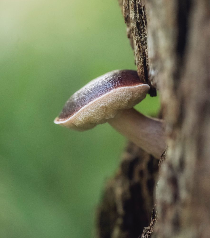 Boletus sp
NSW Australia 
