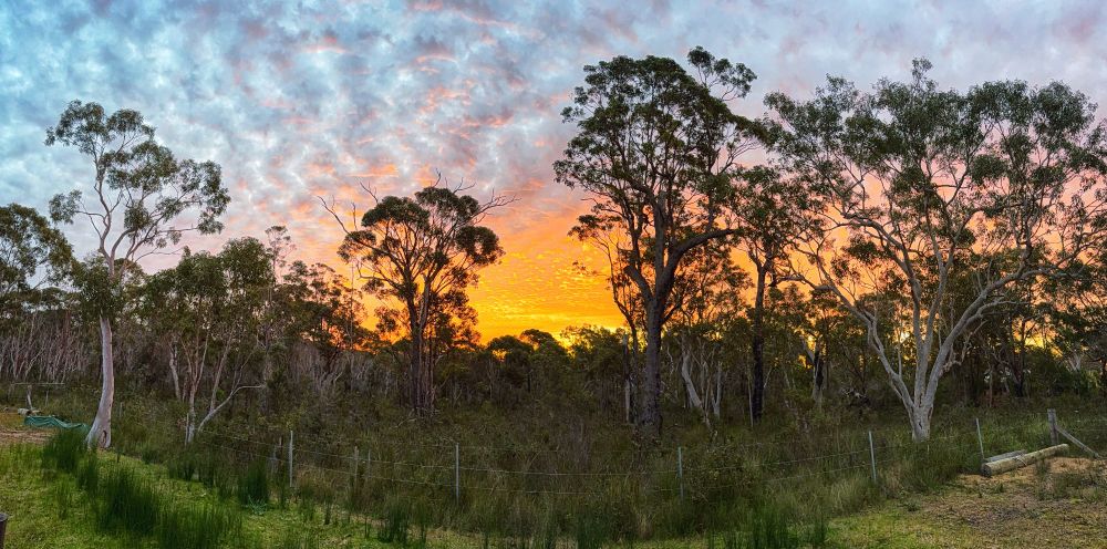 Sunset over coastal bushland NSW Australia 