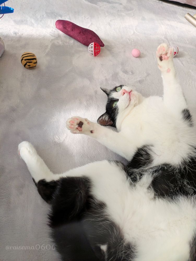 A black and white cat is lying down with its belly exposed.