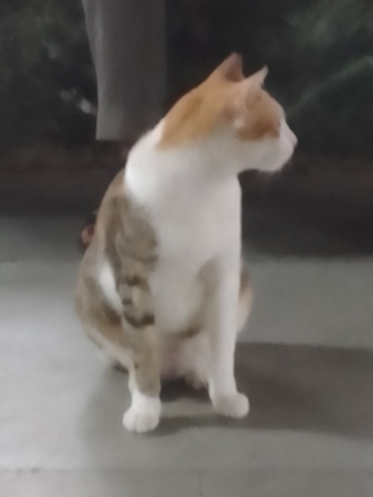 Cat turning its face away