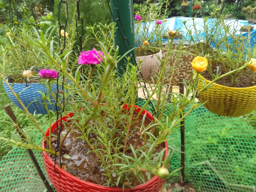 Pink and yellow portulaca flowers in a hanging bowl pot drenched by rain.  