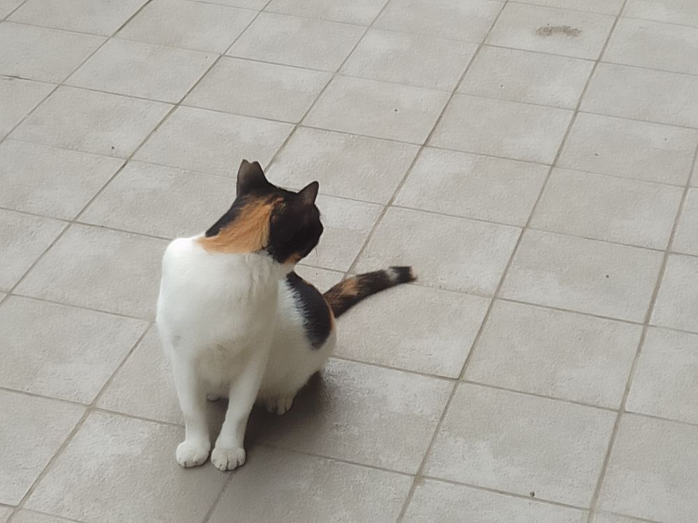 Calico cat turning its face away