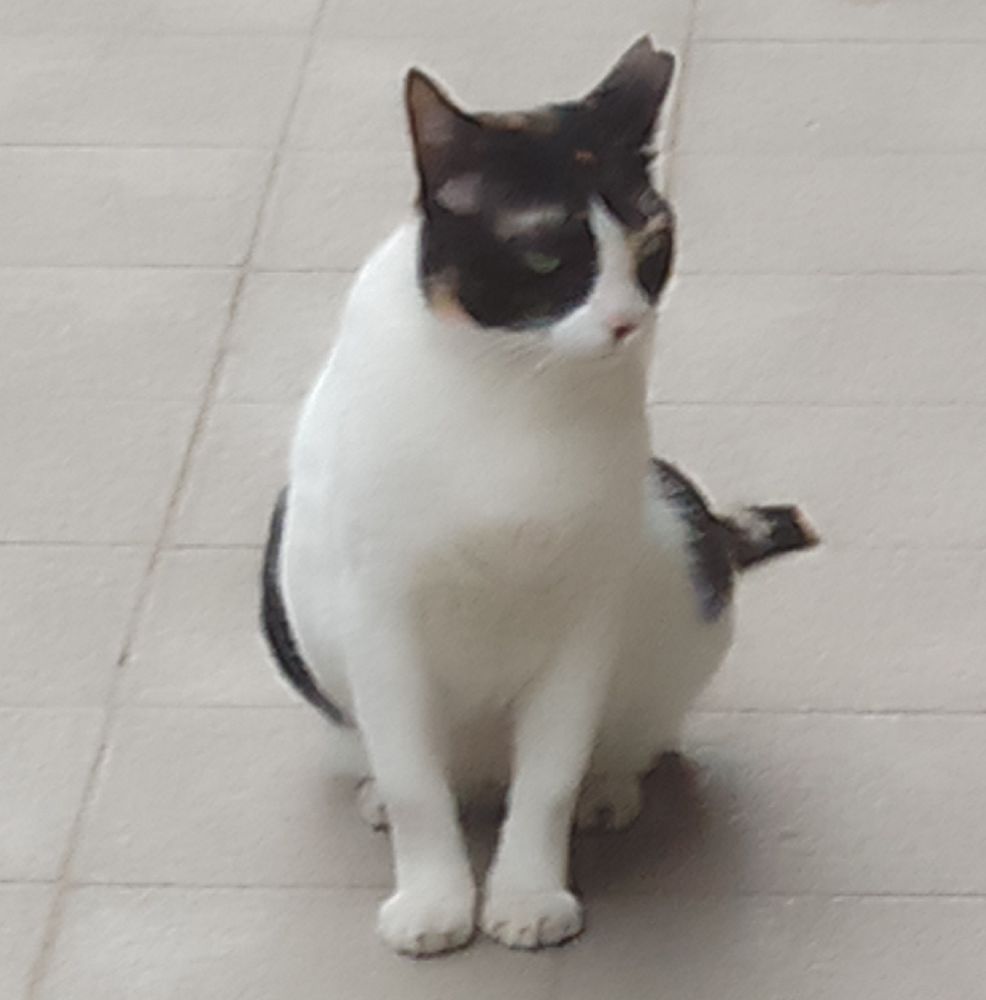 Calico cat sitting on a tiled area