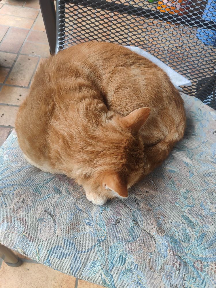 Kater Erwin zusammengerollt auf Gartenstuhl