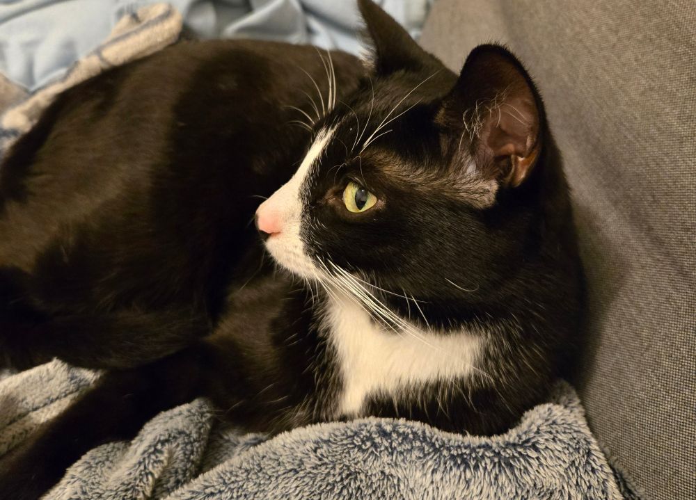 Photograph of a handsome tuxedo cat, mostly black with a white nose and chest and bright green eyes, sitting on a gray fuzzy blanket on a gray couch and staring off to the viewer's left. One ear is prominent. 