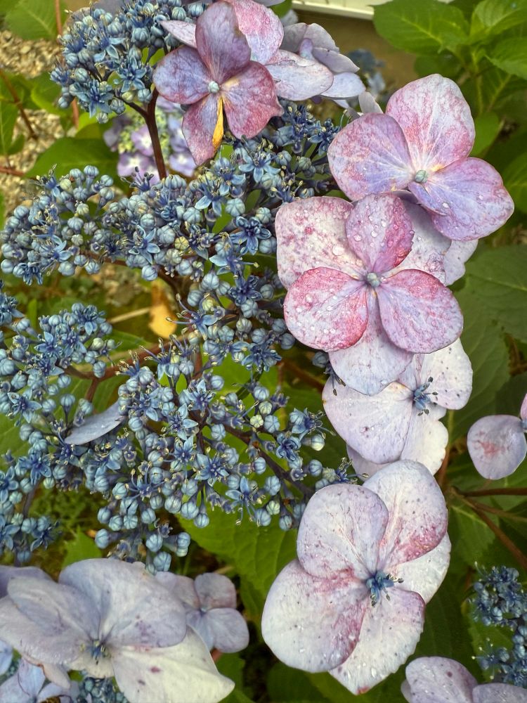 Almost spent blossoms of Butterfly hydrangea in varying hues of whites, purples and blues, with deep green foliage