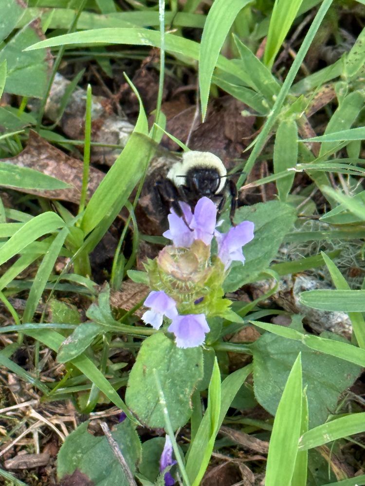 A closeup of a bee visiting the purple bloom of common selfheal, in a yard.