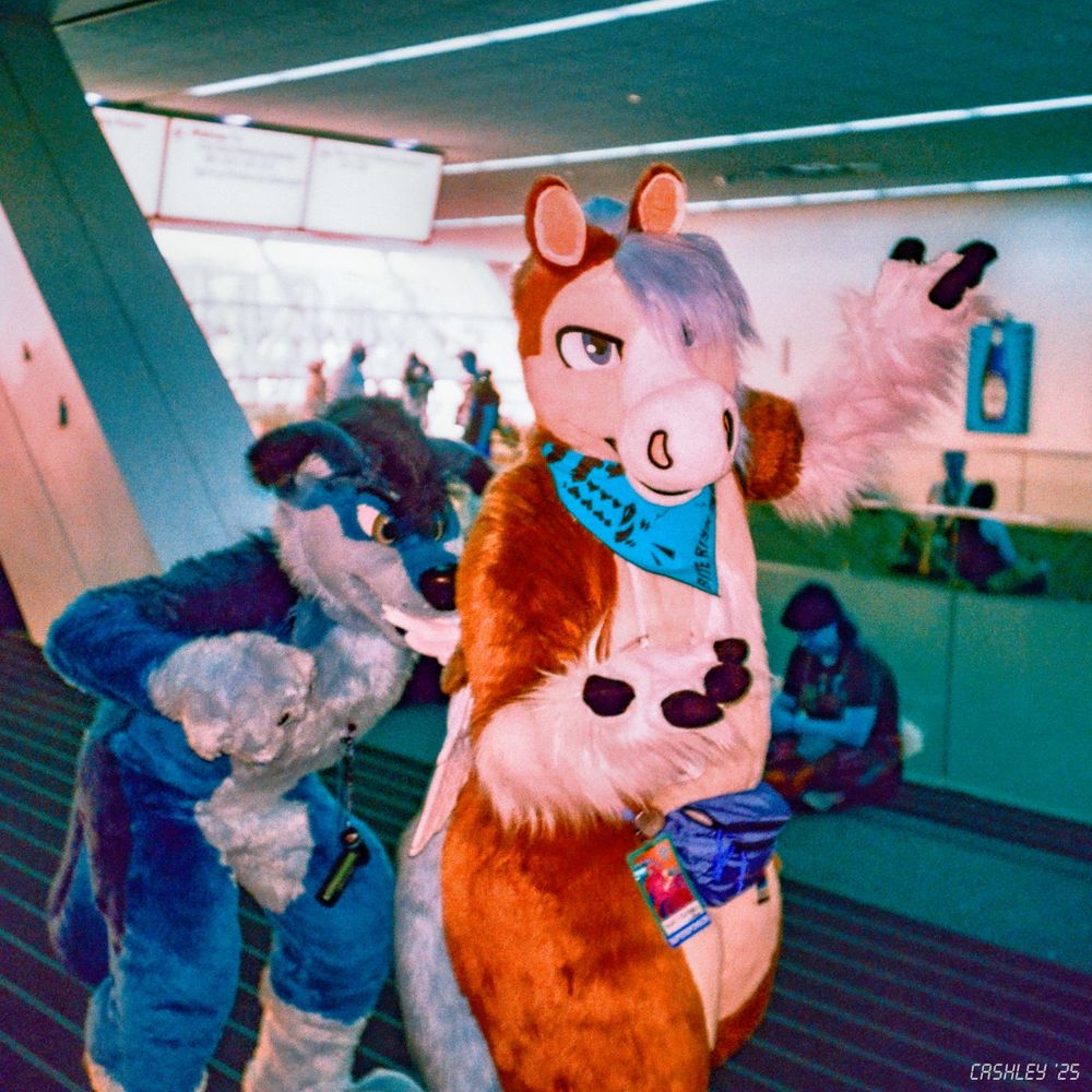 This is a photograph taken with color-shifting film of two fursuiters inside the DLCC at Anthrocon 2025. On the right is a tangerine orange-colored pegasus who's giving off a bemused shrug, which is a surprisingly low-key reaction to the blue wolf behind him who's currently chomping down on one of his wings.