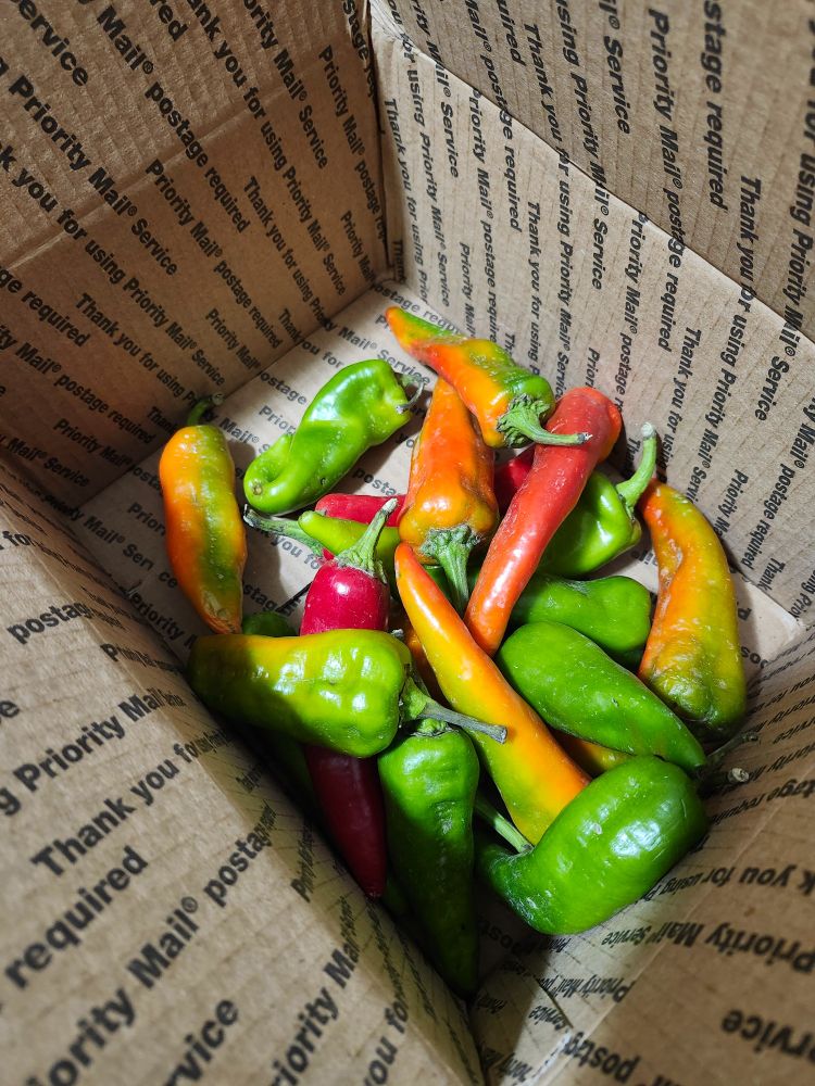 A box filled with medium sized chilis in red green and orange. 