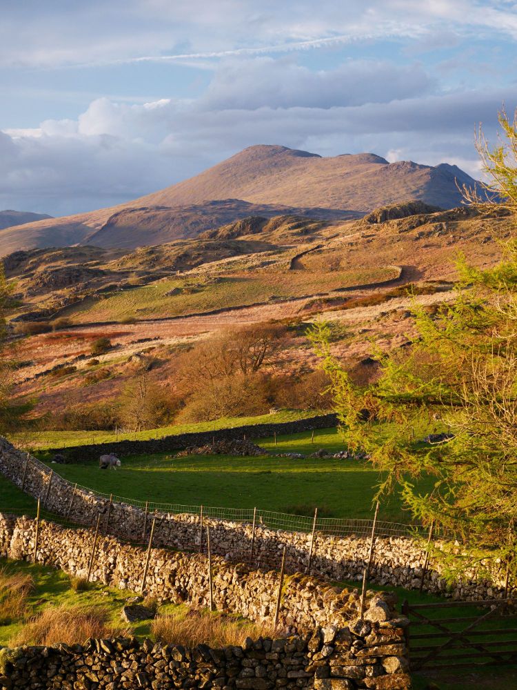 A spring, golden hour view of a Lake District fell over a rugged landscape of pastures and dry stone walls.