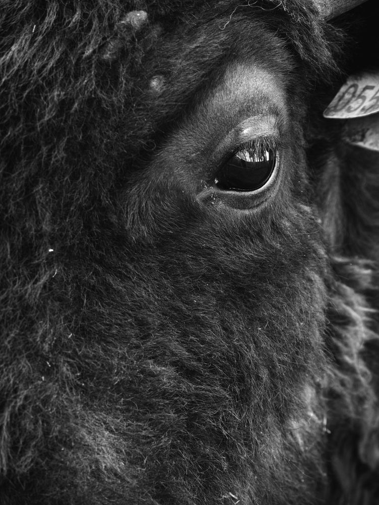 A cropped monochrome portrait of a bison, one of his eyes being the subject.