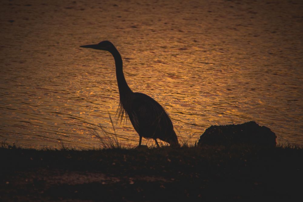 Silhouette of a great blue heron by a lake at sunset.
