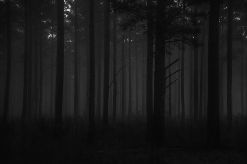 A foggy morning in a black and white forest. The trees in the distance are like fading shadows. One's imagination might swear there was a figure moving between the trees. 