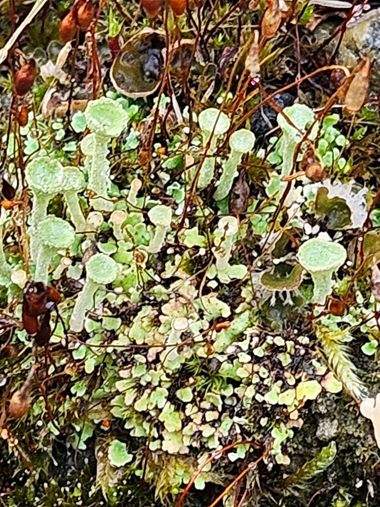 Moss? Lichen? Who knows?!