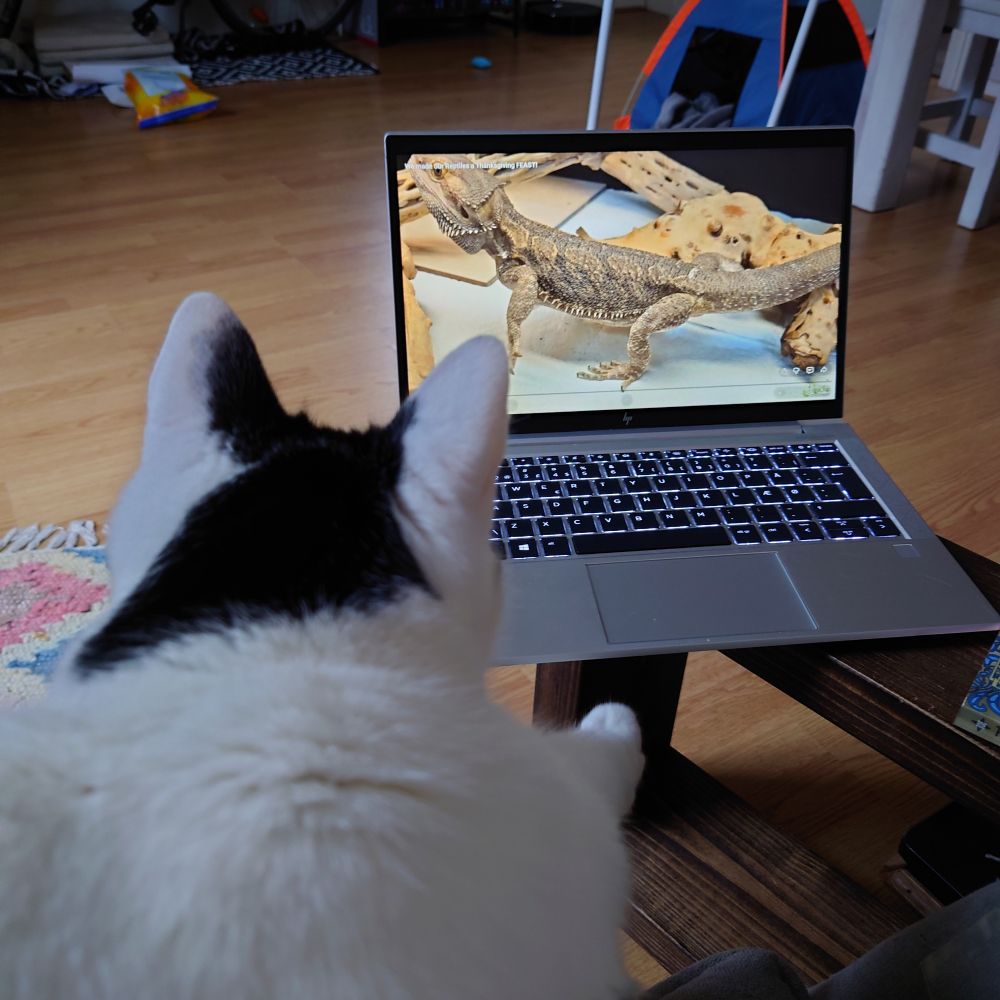 Black and white cat watching a laptop where a bearded dragon lizard is on the screen.