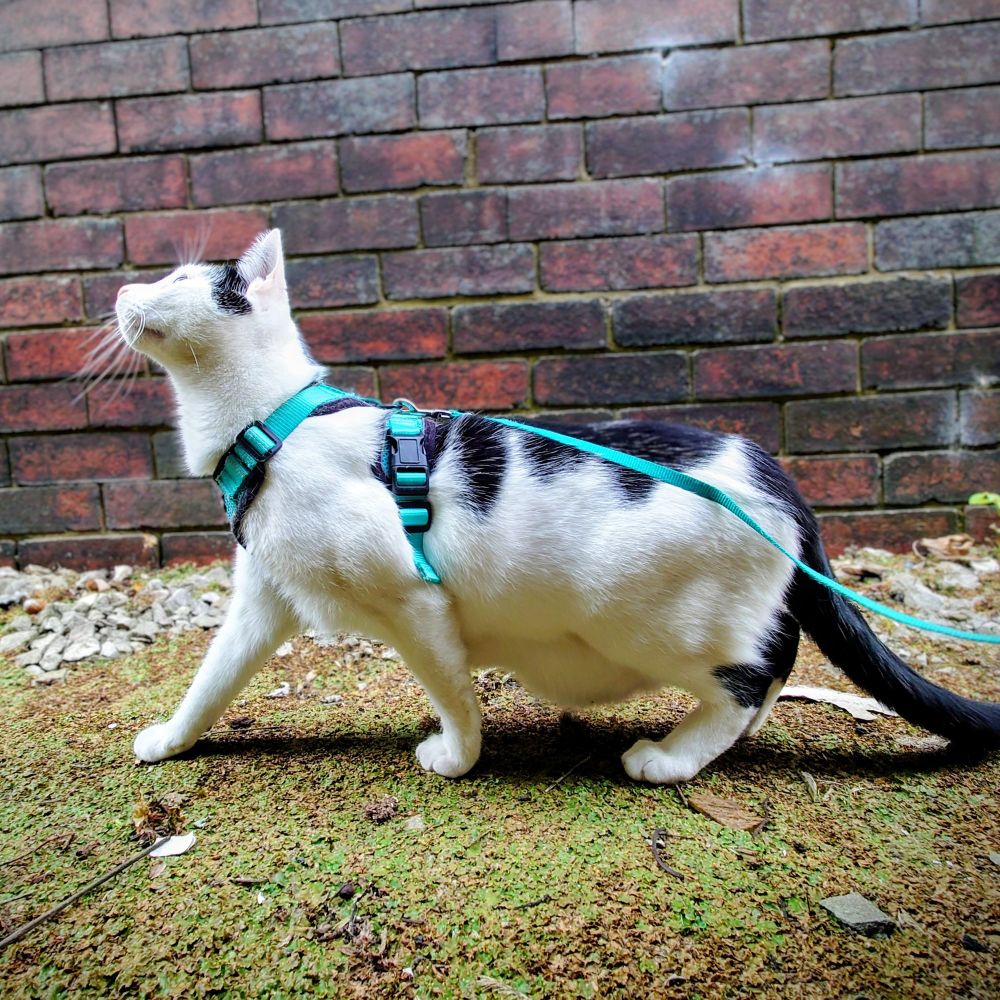 Black and white cat with a turquoise harness and lead standing with its head upturned and one front leg stretched out in front of it.