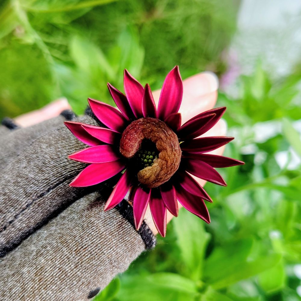 Dark red osteospernum daisy flower with a dark brown caterpillar curled up in the centre.