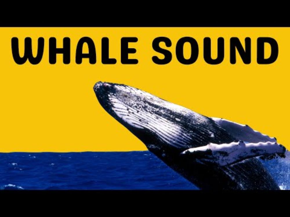 Whale Sound | Sing