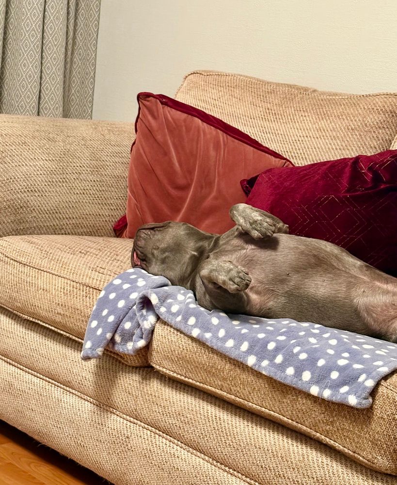 Black French Bulldog sleeping on his back with legs in the air, on a blue and white spotted blanket, on a beige settee with purple and pink cushions
