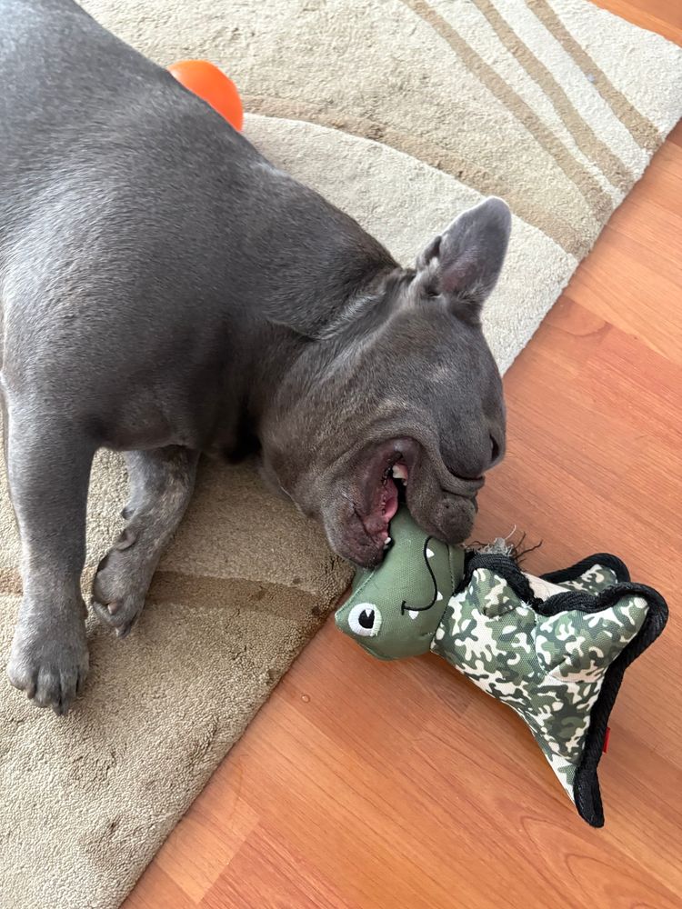  Black French Bulldog fast asleep with green camouflage dinosaur in his mouth