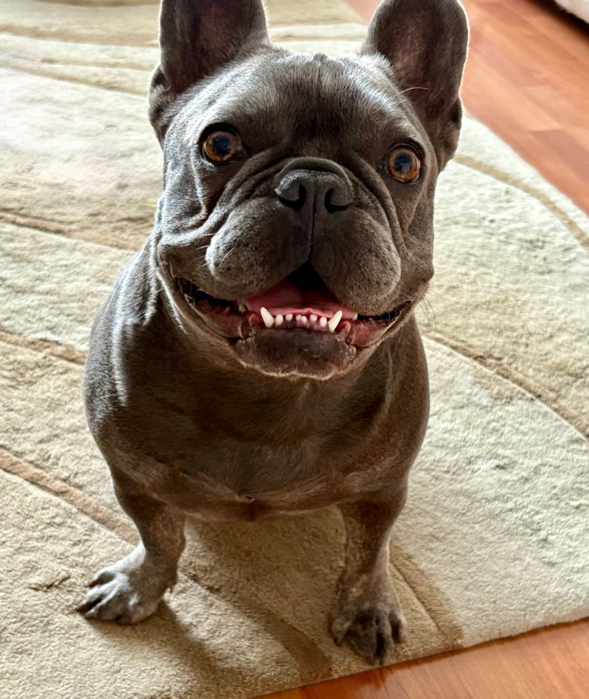 Black French Bulldog sitting on beige rug, smiling to camera