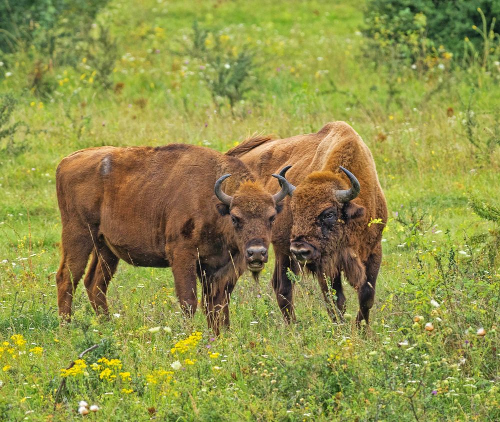 Two wisents in the Milovice area - Photo (c) Michal Köpping