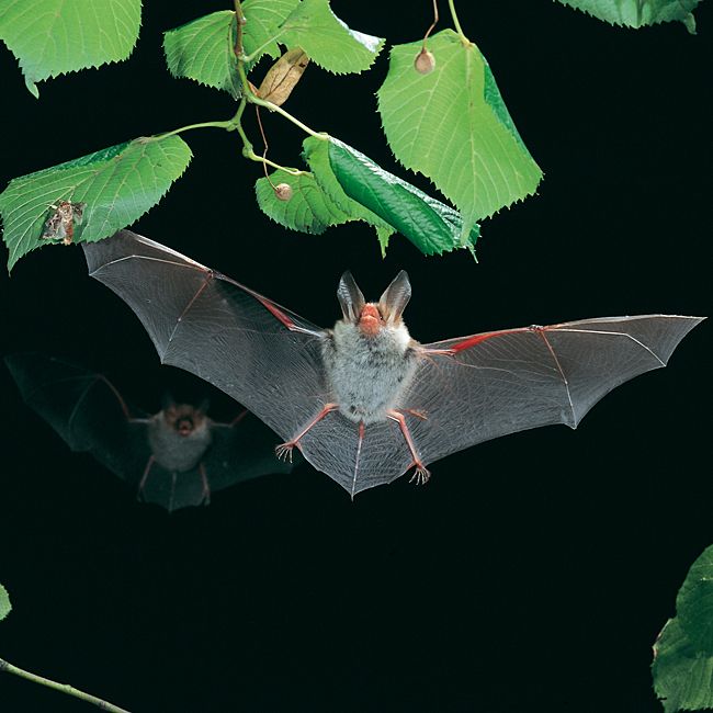 Bechstein's bat, Myotis bechsteinii (Dietmar Nill - Wikipedia)
