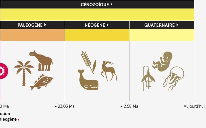 Après la disparition des dinosaures (à l'exception des oiseaux), de nombreux reptiles marins et des ammonites, une nouvelle diversification de la vie a lieu au Paléogène, avec une forte diversification des mammifères et des poissons "modernes", et la domination des plantes à fleurs sur de nombreux écosystèmes.