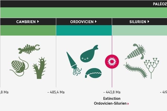 Le début du Paléozoïque est marqué par la première grande diversification de la vie animale, appelée "explosion cambrienne". 
La vie se diversifie alors dans les mers et océans, alors que quelques organismes commencent à coloniser la terre ferme.