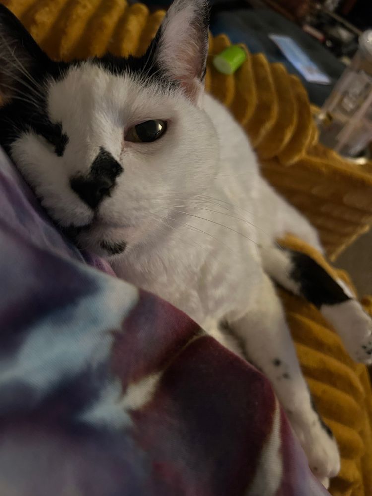 Pookie resting on my arm. One eye is closed, but the other seems to say “I love you!”