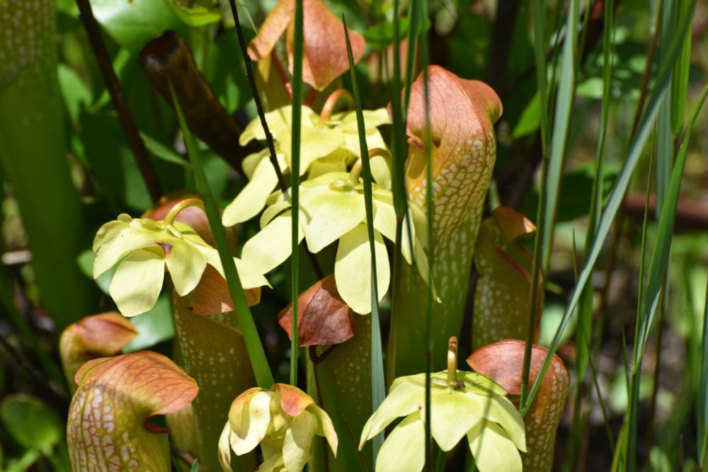 The other species local to the area was also present here, but less common. Hooded Pitcher Plant (Sarracenia minor). They are much shorter in stature, usually a reddish color, and have a down-turned hood that covers the mouth. You can also see the white light windows on the neck. This species was in full bloom, the large yellow flowers are fully open and face downwards(nodding)