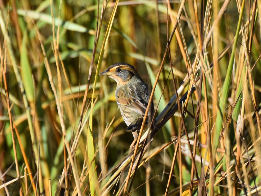 A sparrow sits in the middle of the frame looking to the left over its shoulder. It is gray and brown overall with orange stripes on the face and some olive green on the back. It is surrounded by marsh grass