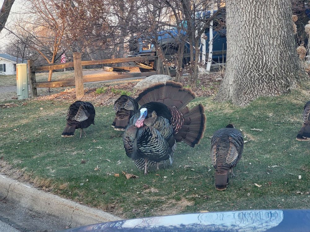 A group of wild turkeys in a yard near a tree, by the side of a residential road