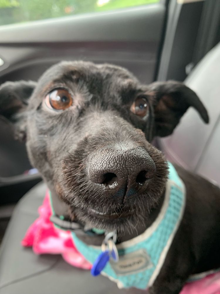 Close up of a black dog with its nose at the forefront of the photo. She is looking up at the top right corner of the picture. 