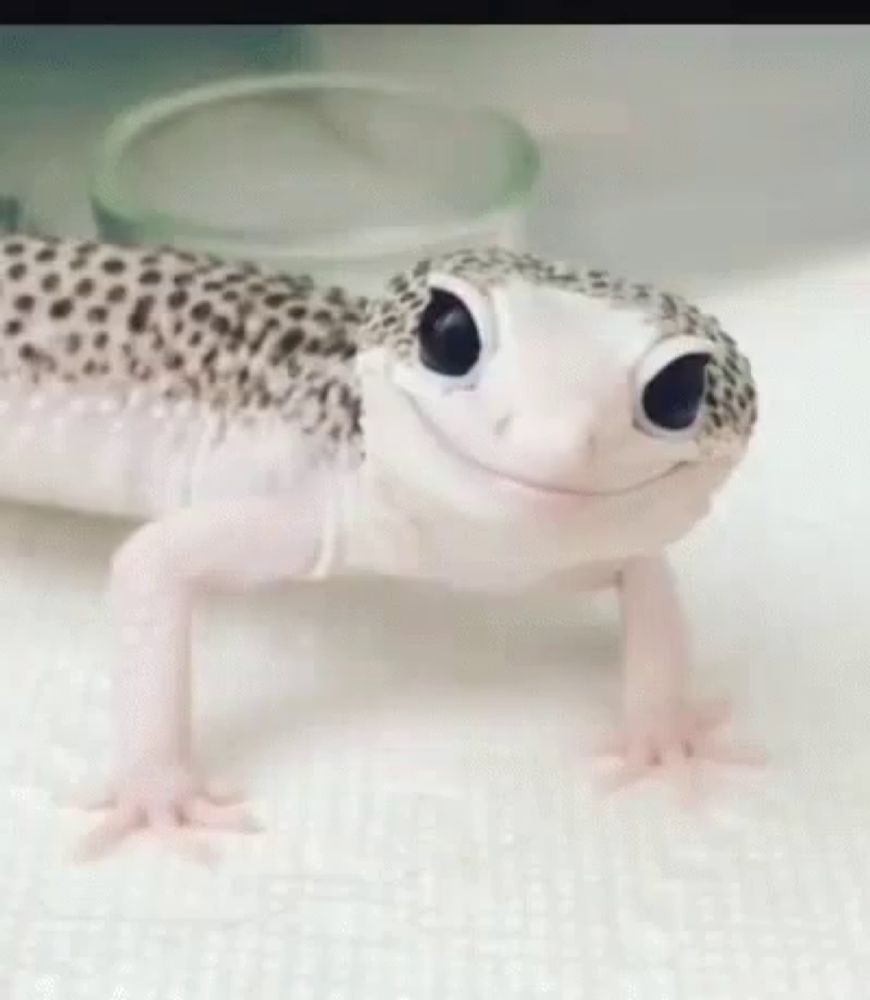 a close up of a lizard with a smiling face on a table .