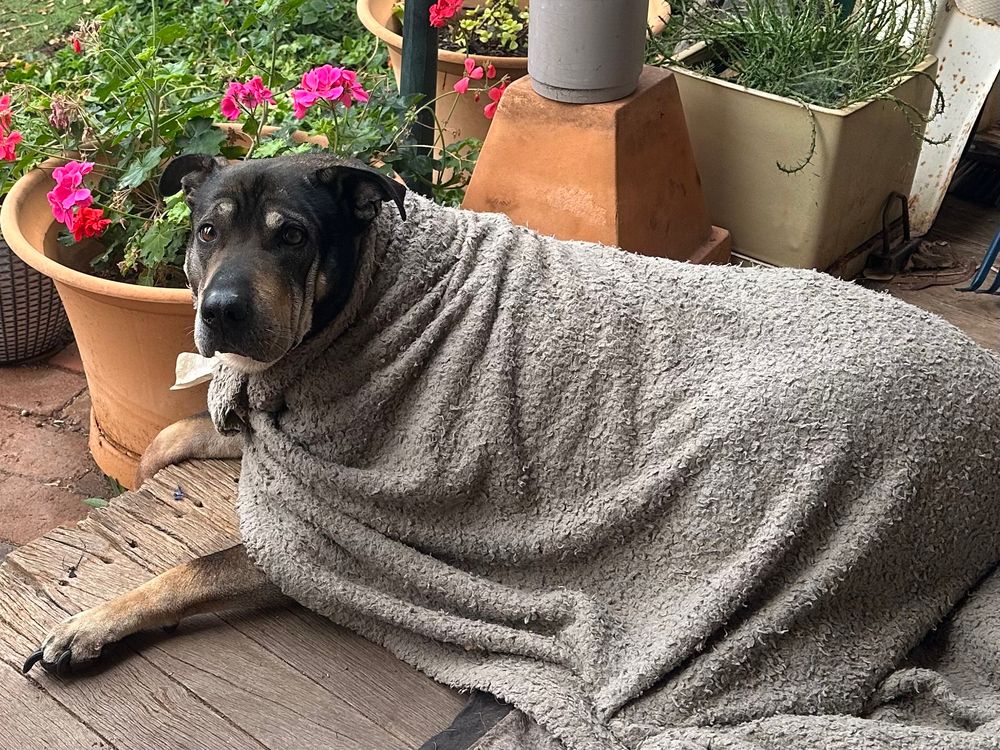 Dog wrapped in blanket on wooden verandah, plants in background 