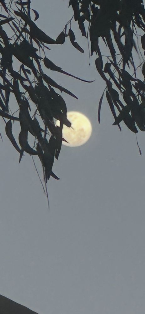 Moon (two days away from being full) behind leaves on tree in evening sky 