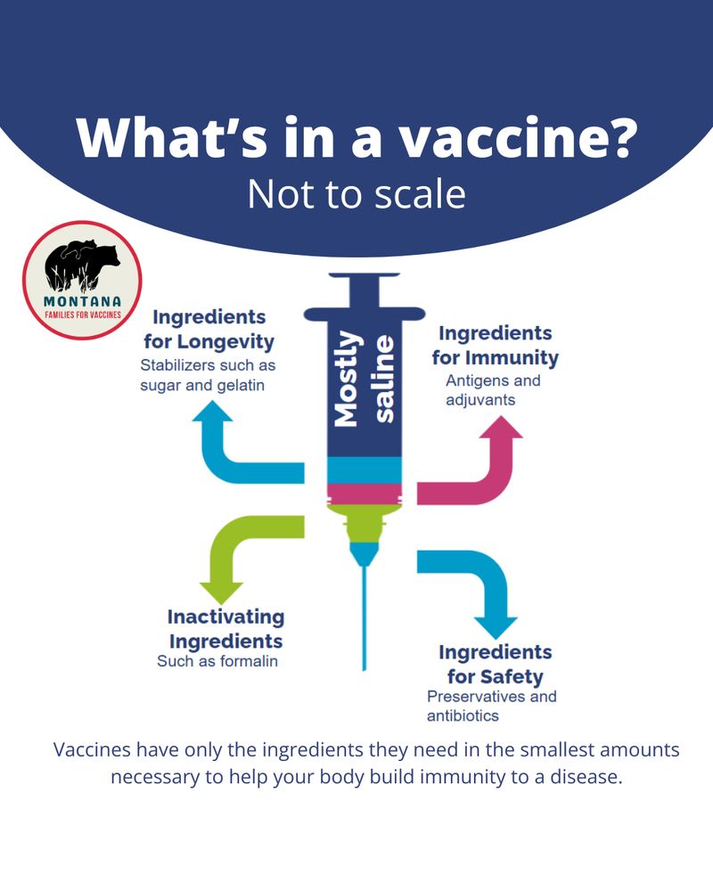Graphic design of a hypodermic needle and syringe (image not to scale). The text reads: What's in a vaccine? Ingredients for Longevity: Stabilizers such as sugar and gelatin. Inactivating Ingredients such as formalin. Ingredients for Immunity, antigens and adjuvants. Ingredients for Safety: Preservatives and antibiotics. Vaccines have only the ingredients they need in the smallest amounts necessary to help your body build immunity to a disease.
