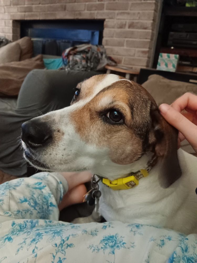 Marcie, brown and white beagle jack Russell mix