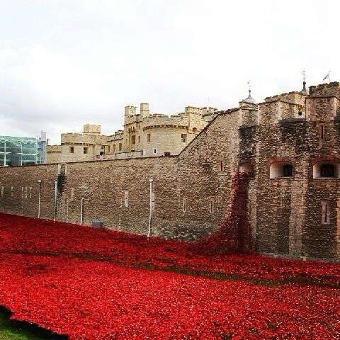 Art installation of red ceramic poppies commemorating the start of WWI at the Tower of London moat. Each of the 888,246 poppies represented a British military loss of life. 