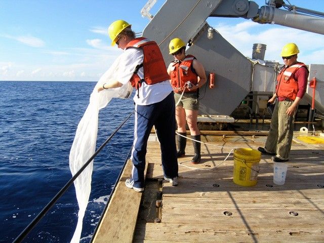 Fishing for microbes! Most microbes are much too small to be caught by a net, but some microbes form colonies that can get large enough to see them by eye—and collect them with a net. Here, Sonya Dyhrman is in the western North Atlantic, fishing for microbes with the assistance of group members and the crew of the R/V Atlantic Explorer. Credit: Dyhrman Lab