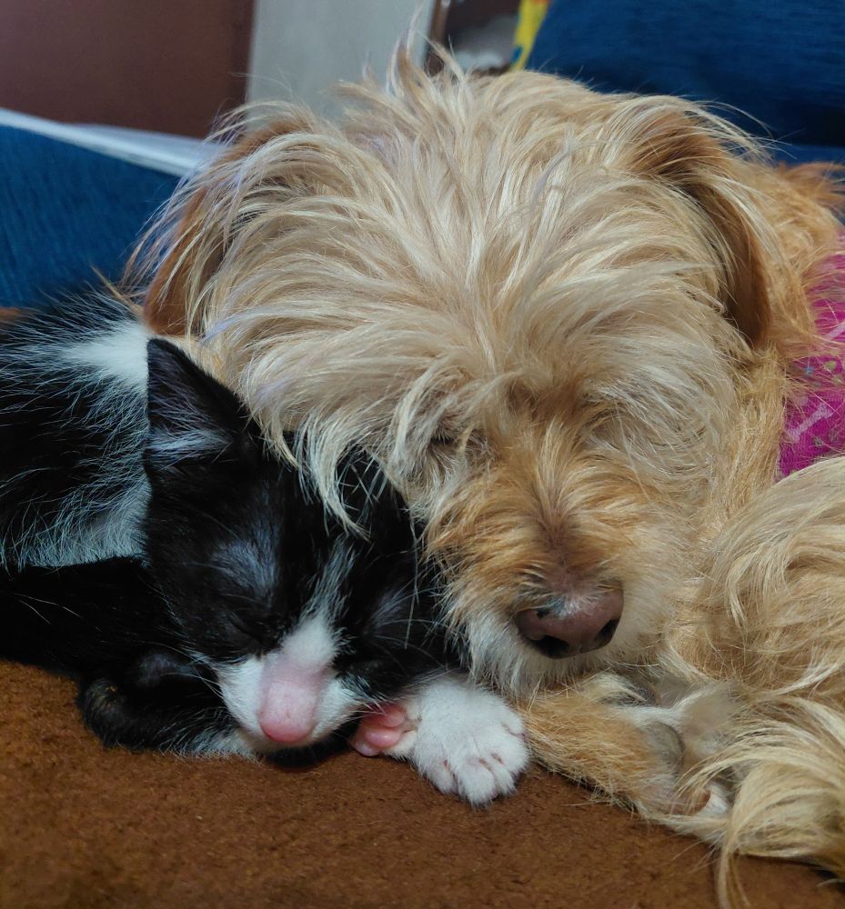 the same, but their heads are pressed together