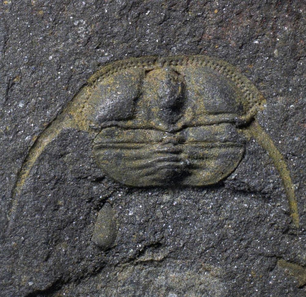 Deanaspis