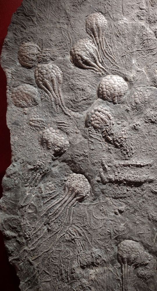 Crinoid Uintacrinus socialis from Cretaceous of Colorado
