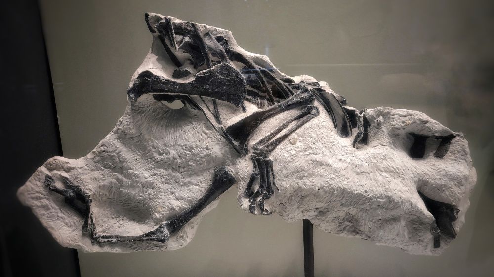Skeletal remains of Notatesseraeraptor